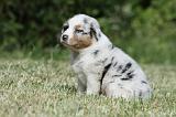 BERGER AUSTRALIEN PUPPIES 347